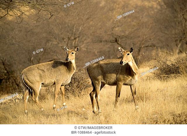 Sambar Deer (Rusa unicolor or Cervus unicolor), Ranthambore National Park, Rajasthan, India