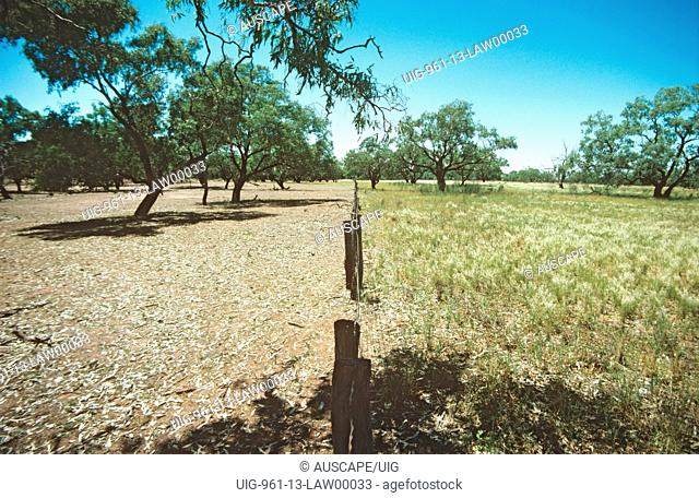 Effect of sheep grazing, Nocoleche Nature Reserve, far western plains of New South Wales, Australia