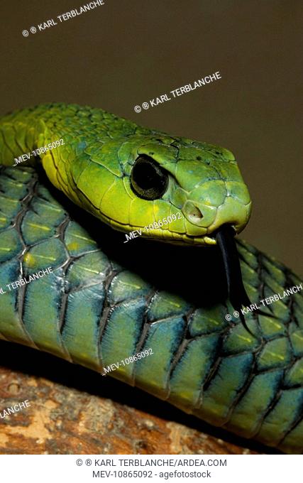 Boomslang - with tongue extended (Dispholidus typus). Namibia, Africa