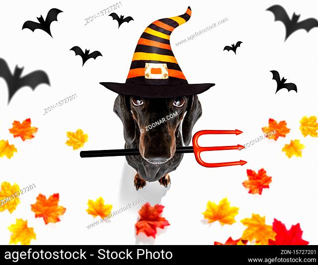 dachshund sausage dog sit as a ghost for halloween sitting  at with pumpkin lantern or light , scary and spooky isolated on white background
