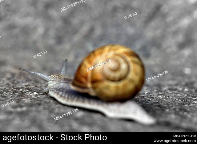 Slowly moving snail on grey flagstone