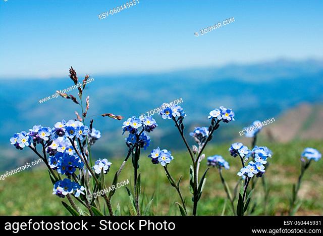 Beautiful fresh Myosotis flowers in nature background