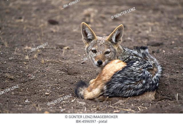 Black-backed jackal (Canis mesomelas) sits rolled up on the ground, Mashatu Game Reserve, Tuli Block, Botswana