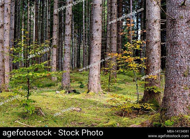 young beeches, coniferous forest at barmsee, krün, werdenfelser land, upper bavaria, bavaria, germany