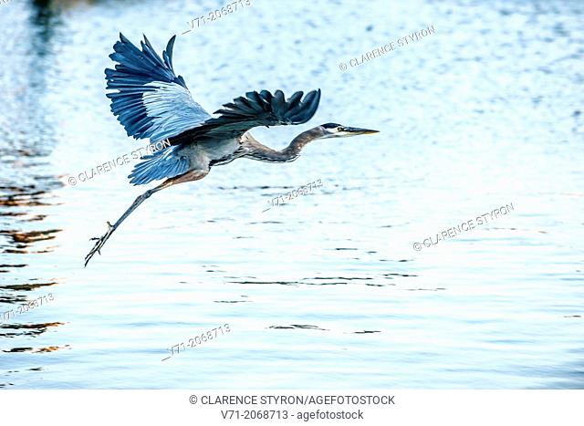 Great Blue Heron, Ardea herodias, Taking Flight near Corolla, NC USA