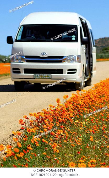 Mini-van on excursion in the Skilpad Wild Flower Reserve during the spring flower season, South Africa