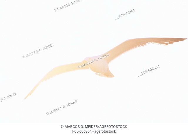 Yellow-legged Gull (Larus cachinnans)