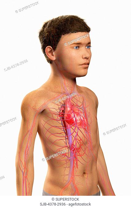 Digital illustration of a pre-adolescent male child with the heart and blood vessels of the cardiovascular system visible within the trunk