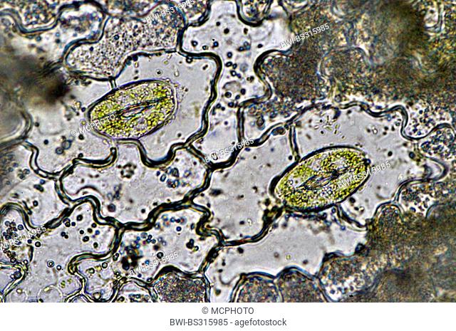 Stomata from the leaf of a windo plant