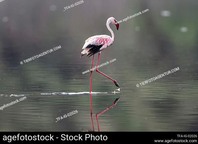 walking Flamingo