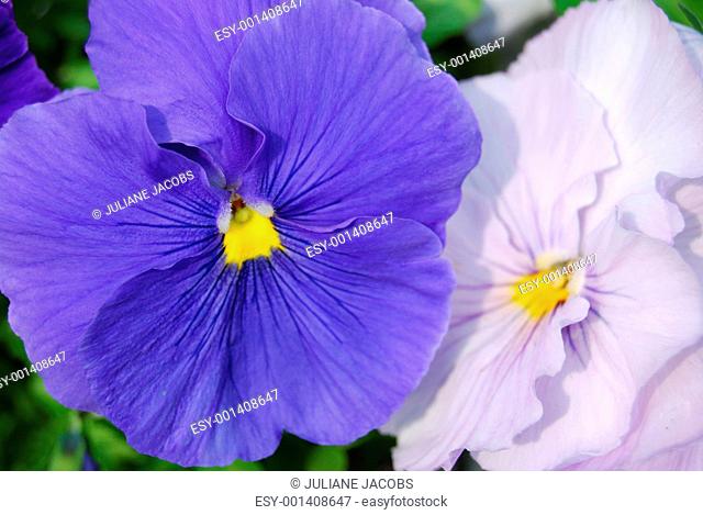 blue and white pansies