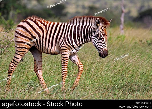 Junges Steppenzebra, Südafrika, South Africa, Plains Zebra, Perissodactyla, Equus quagga ------------------------------ a wildlife document