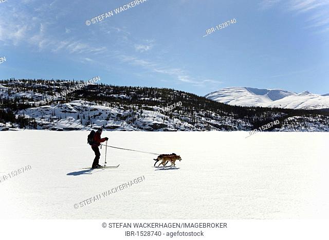 Woman skijoring, sled dogs pulling cross country skier, dog sport, Alaskan Huskies, frozen Lake Lindeman, mountains behind, Coastal Range, Chilkoot Pass