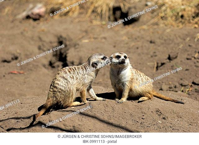 Meerkats (Suricata suricatta), pair, social behavior, Little Karoo, Western Cape, South Africa