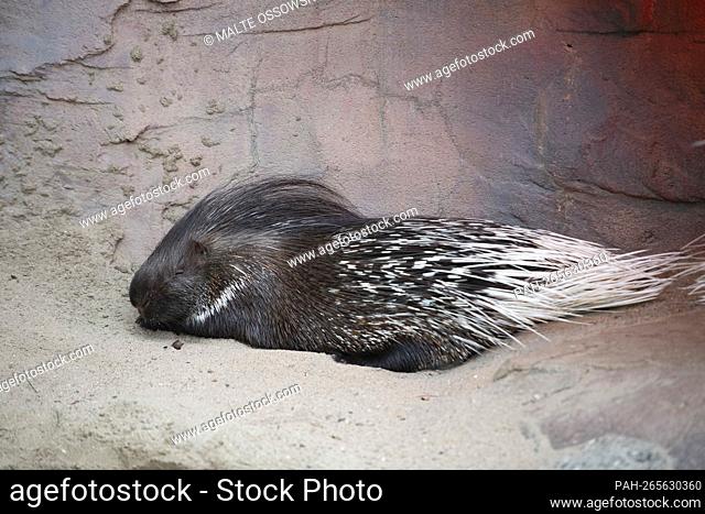 White-tailed porcupine, white-tailed porcupine, Hystix leucura, animals in Zoom Gelsenkirchen, Zoom Erlebniswelt in Gelsenkirchen, November 15, 2021 ¬