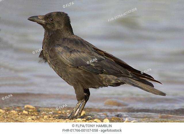Carrion Crow Corvus corone juvenile, standing at lake shore, Warwickshire, England, summer