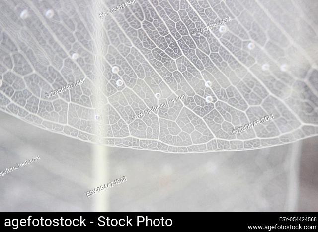 Macro structure white delicate skeletonized leaf of ficus Ficus benjamina in water and air bubbles