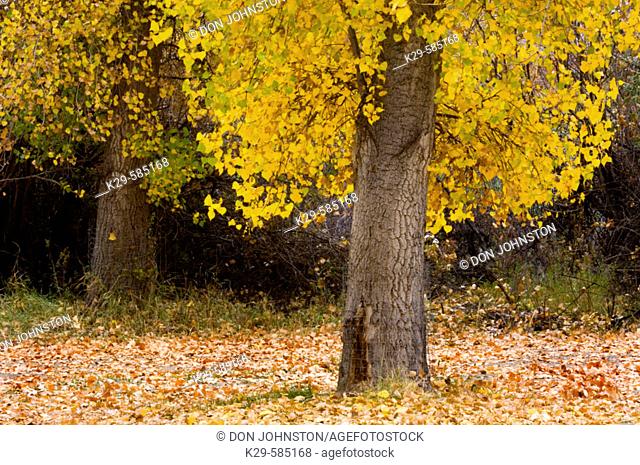 Cottonwood tree (Populus angustifolia) in autumn foliage. Writing on Stone Provincial Park. Alberta