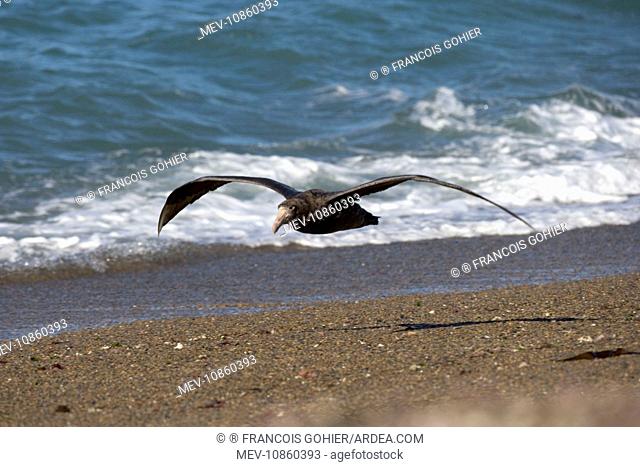 Giant Petrel - in flight (Macronectes giganteus). Valdes Peninsula, Patagonia, Argentina. South Atlantic Ocean