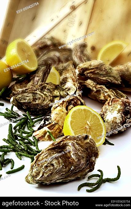 delicacy, oysters