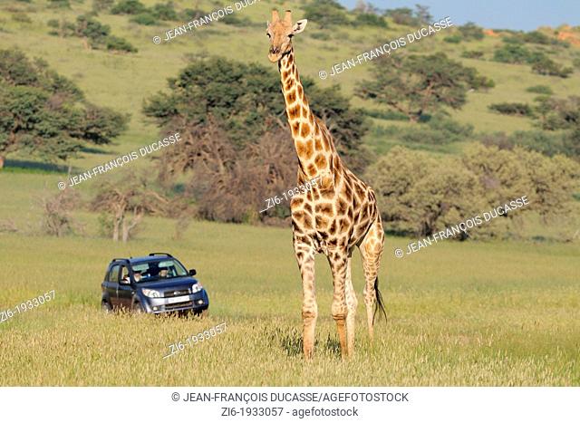 Giraffe, Giraffa camelopardalis, crossing the road, Kgalagadi Transfrontier Park, Northern Cape, South Africa