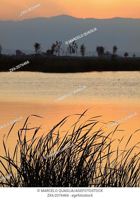 Reeds (Phragmites communis) at L'Encanyissada Lagoon. Ebro River Delta Natural Park, Tarragona province, Catalonia, Spain