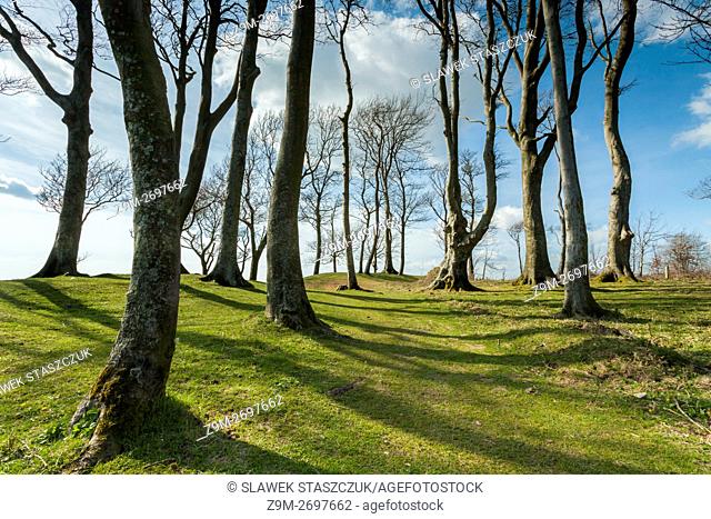 Grove at Chanctonbury Ring, neolithic hill fort in South Downs National Park, West Sussex, England