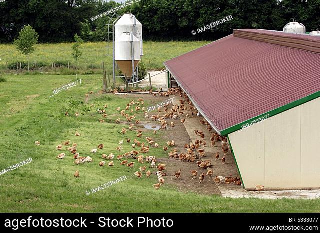 Free-range domestic chickens, chicken farm