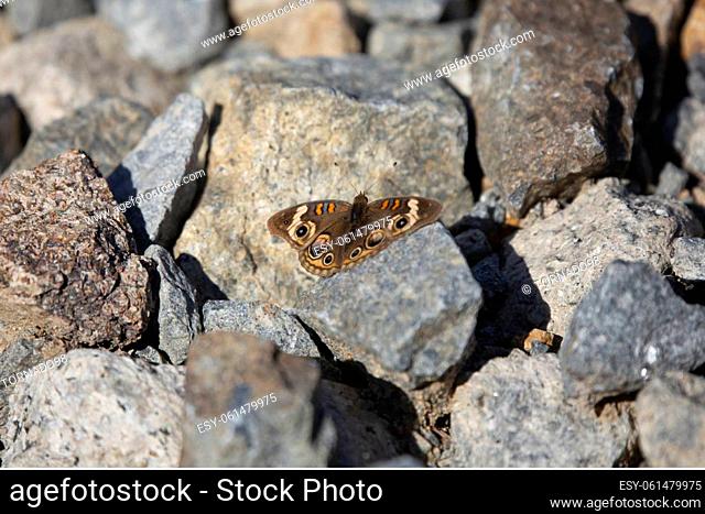 Common buckeye butterfly (Junonia coenia) with its wings spread out, resting on gray gravel rocks