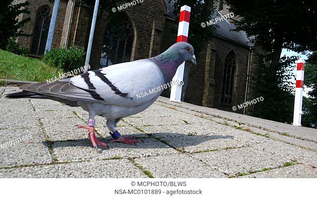 Columba livia f  domestica, domestic pigeon