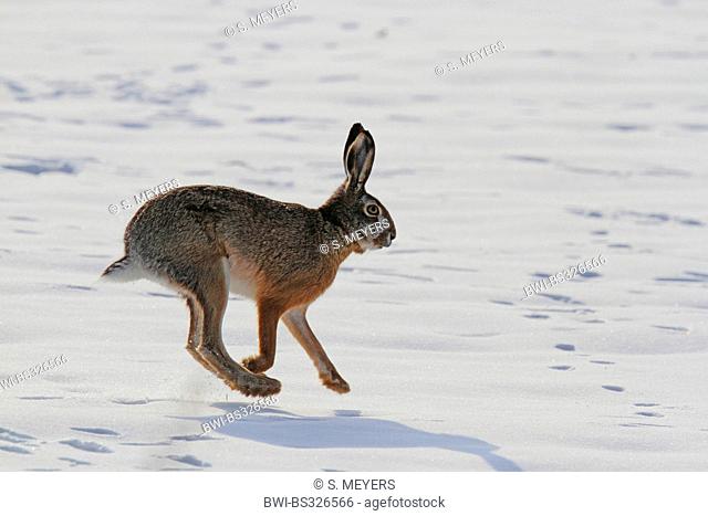 European hare, Brown hare (Lepus europaeus), scampering in the snow, Austria, Burgenland
