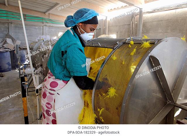 woman drying feather in Ostrich feather factory south africa