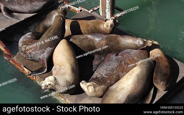 Sea lions lounge and bark on a dock in the Yaquina Bay in Newport, Oregon, USA
