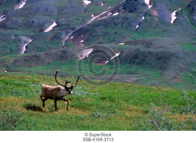 Usa, Alaska, Denali National Park, Near Eielson Visitor Center, Caribou