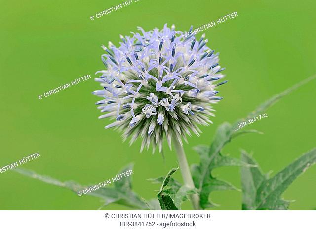 Small Globe Thistle (Echinops ritro), Southern France, France