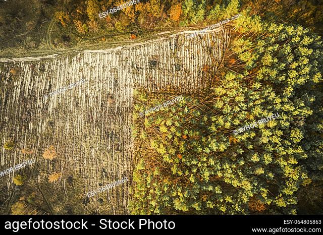Aerial view green pine forest in deforestation area landscape. Top view of european nature from high attitude in autumn season. Drone view