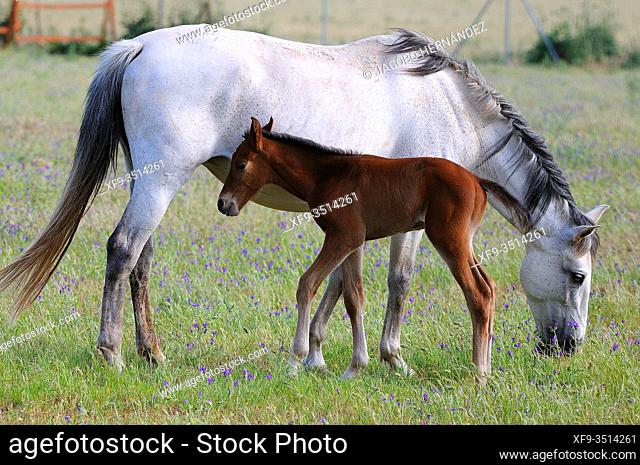 Mare with her foal. Olivenza. Badajoz province.Extremadura. Spain