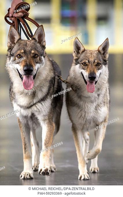 Czechoslovakian Wolfdogs look to their owners ahead of the Purebred Dog and Cat Show in Erfurt, Germany, 18 June 2015. 4, 000 dogs, 200 cats