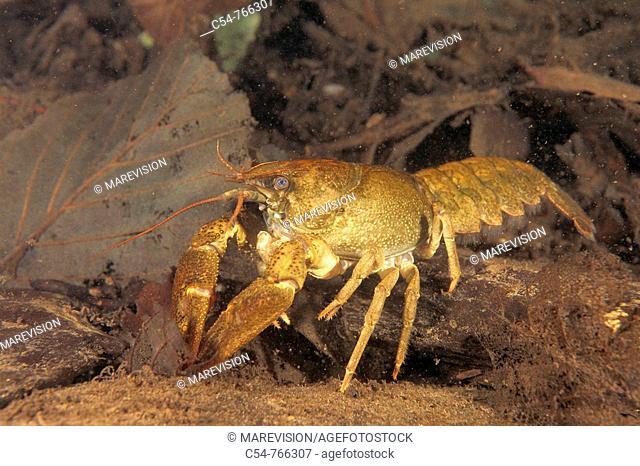 Freshwater Rivers Galicia Spain White-clawed crayfish or Atlantic stream crayfish Austropotamobius pallipes
