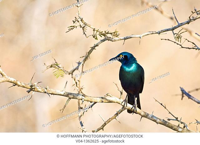 A glossy starling (Lamprotornis nitens) sitting on a branch, Kruger National Park, South Africa
