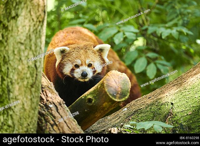 Red panda (Ailurus fulgens), on a tree, captive, Czech Republic, Europe