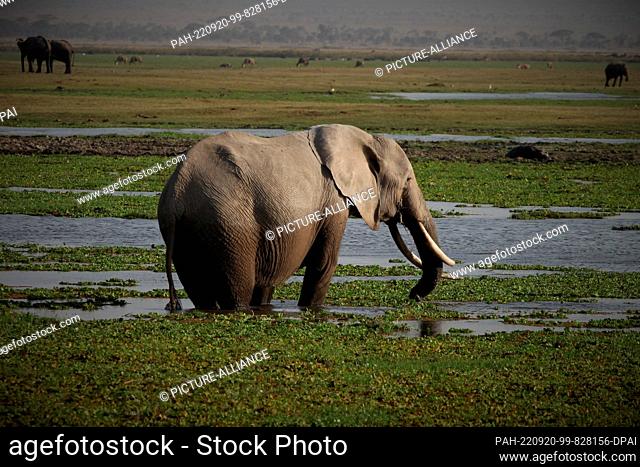 FILED - 22 August 2022, Kenya, Amboseli: An elephant stands in the water in a swamp area in Amboseli National Park. Amboseli is located southeast of Nairobi not...