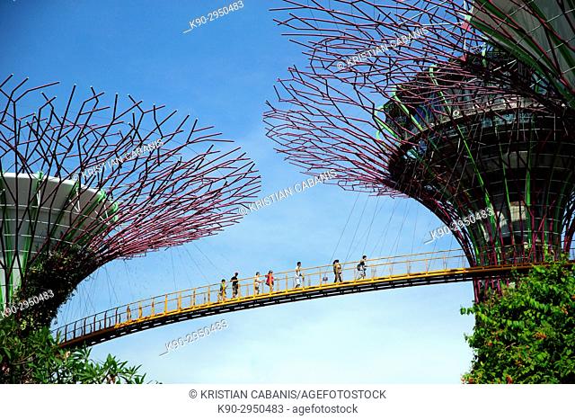 People walking along the skywalk that connects the iconic tree-like vertical gardens with large canopies, Supertree Grove, Botanic Garden, Garden by the bay