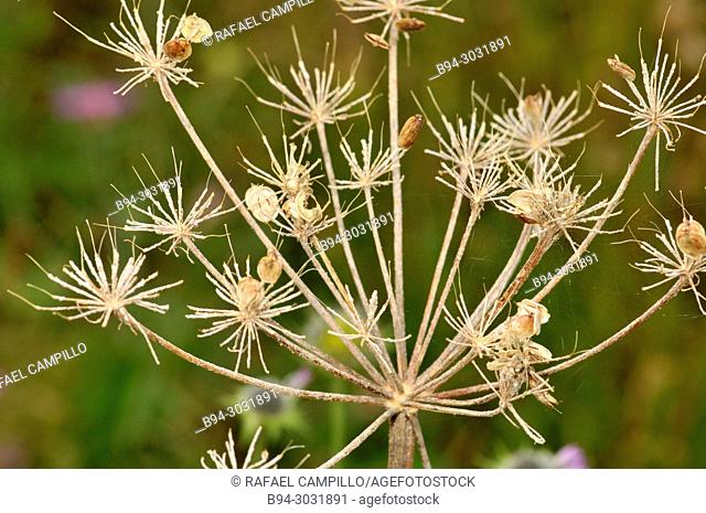 Dry plant of apiaceae family with seeds. Sorteny valley Natural Park