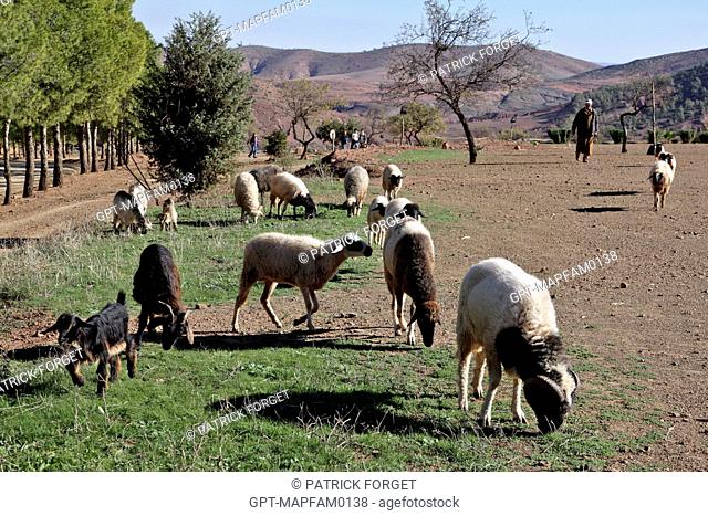 SHEPHERD AND HIS FLOCK OF SHEEP ON THE DOMAINE DE TERRES D’AMANAR, TAHANAOUTE, AL HAOUZ, MOROCCO