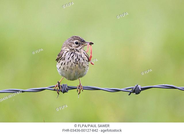 Meadow Pipit Anthus pratensis adult, with earthworm for chicks in beak, perched on barbed wire fence, Suffolk, England, may