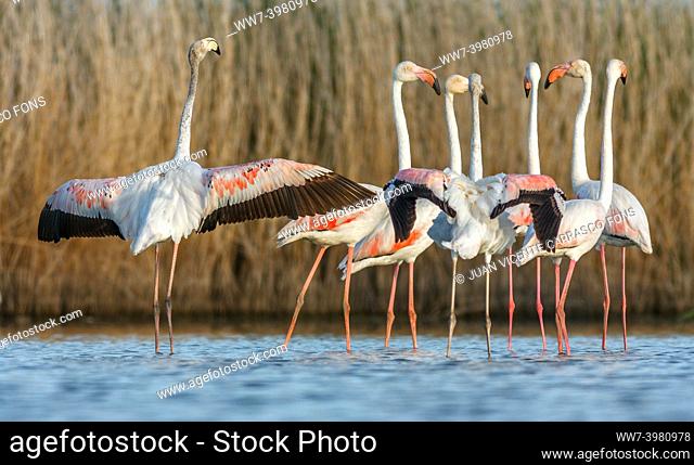 Greater flamingoes flock, Phoenicopterus roseus, on water, Comunidad valenciana wetlands, Spain
