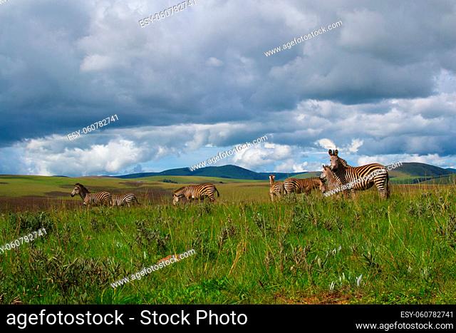 Herd of zebra's standing in the plains and nature of Nyika national park, Malawi, Africa, dramatic sky with clouds and landscape