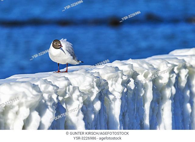 Ice covered Groynes at the beach of the Baltic Sea near Kolobrzeg. On the groynes is a Black-headed gull. Groynes are intended to break the shaft and to prevent...