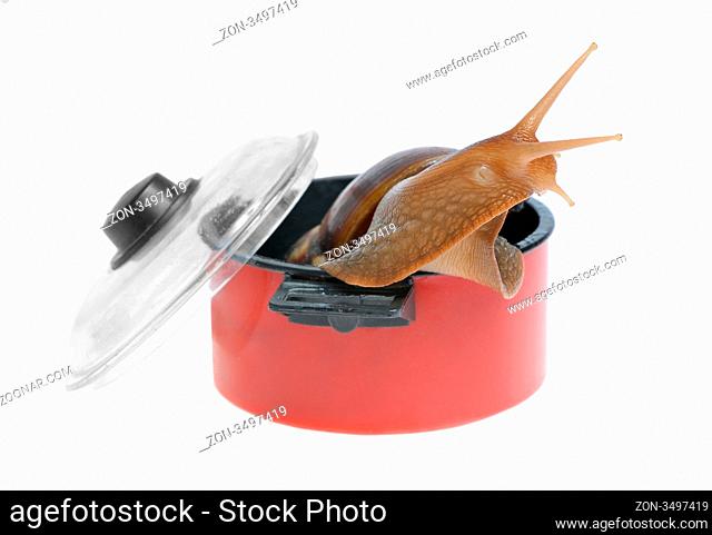 Big snail in saucepan isolated on white